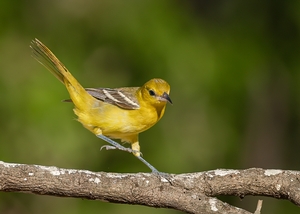 Hooded%20Oriole-7.jpg