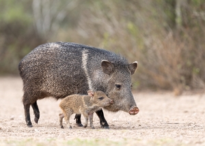 Javalina%20%26%20Red-3.jpg