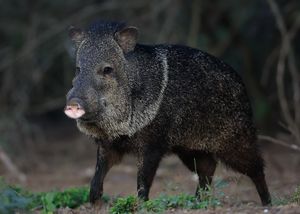 Javalina-11.JPG