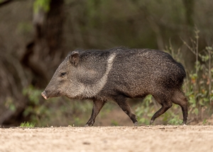 Javalina-7.jpg