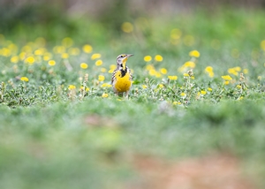 Meadowlark-1.jpg