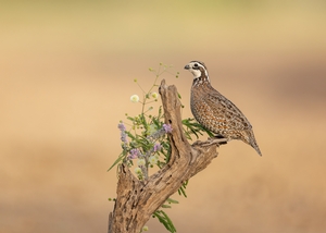 Northern%20Bobwhite-51.jpg