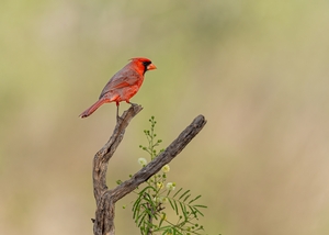Northern%20Cardinal-101.jpg