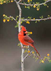 Northern%20Cardinal-61.JPG