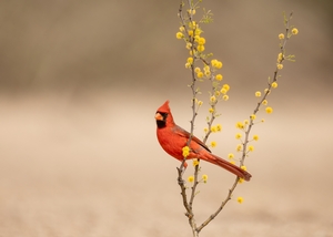 Northern%20Cardinal-63.jpg