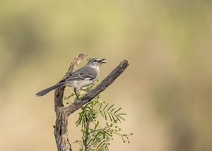Northern%20Mockingbird-1.jpg