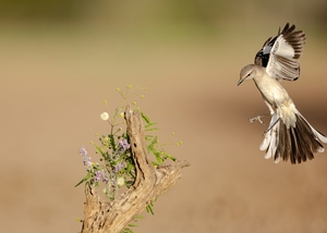 Northern%20Mockingbird-2.jpg