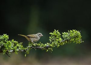 Olive%20Sparrow-3.jpg