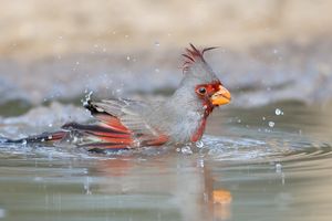 Pyrrhuloxia%20Bathing-21.jpg