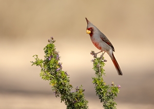 Pyrrhuloxia-2.jpg