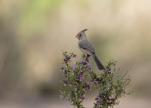 Pyrrhuloxia-5.jpg