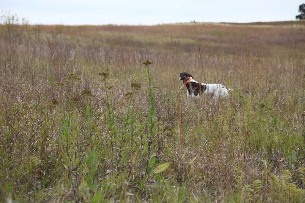 Food Plot Seed Distribution Information