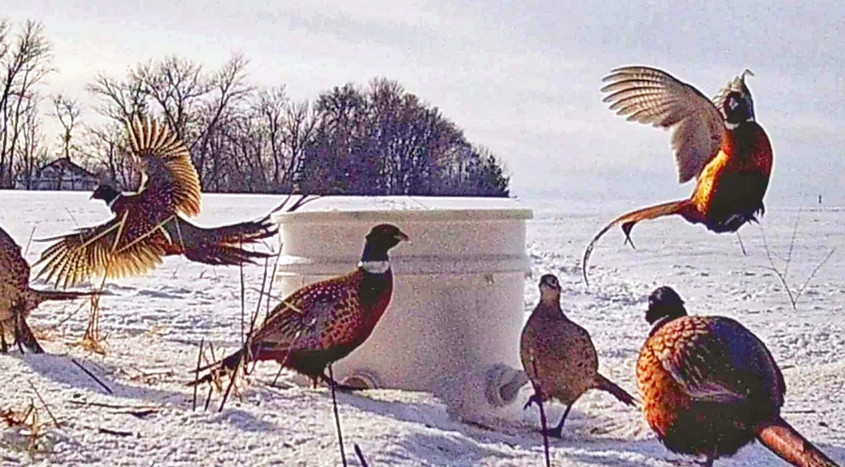 Winter Corn Pickup 