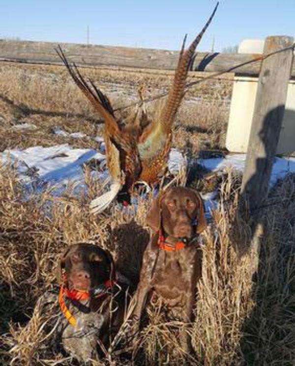 Welcome To Scott County Pheasants Forever