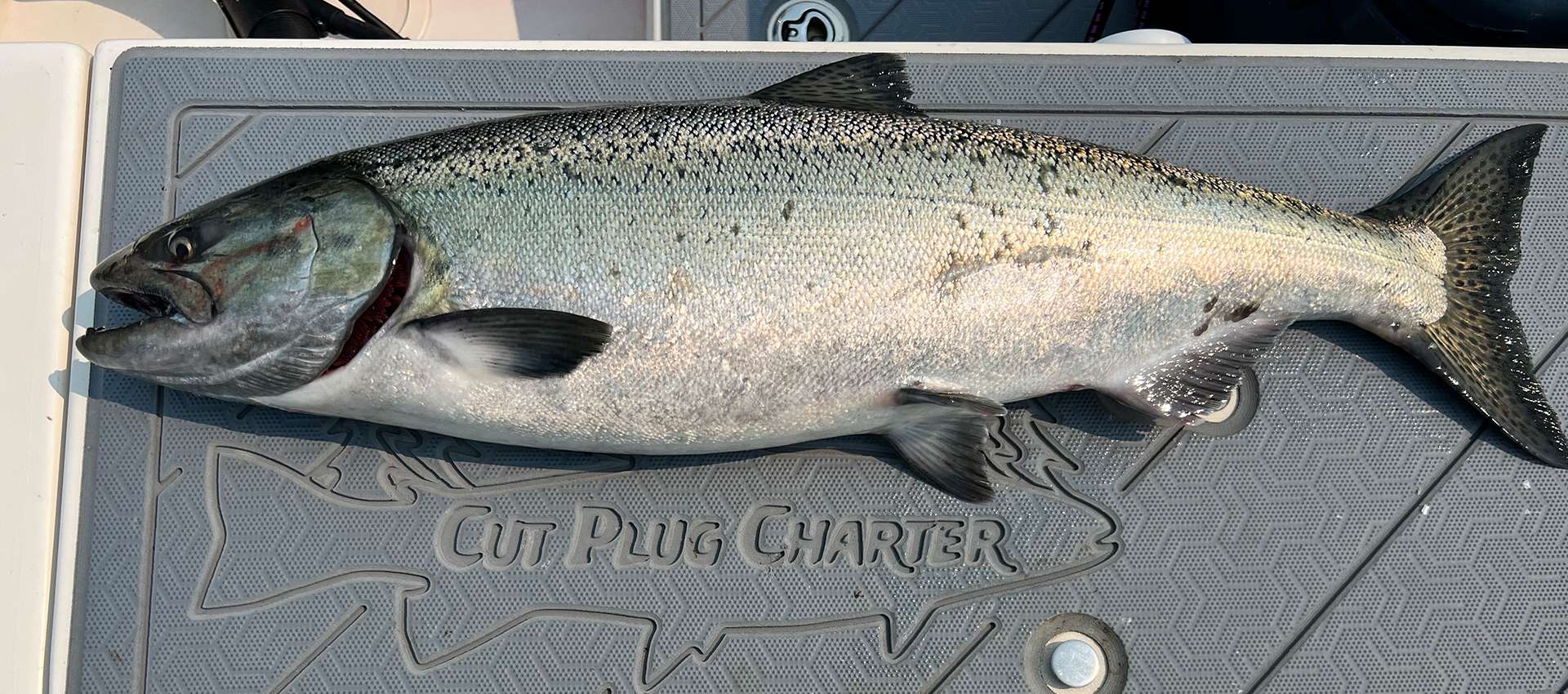 About Cut Plug Charters