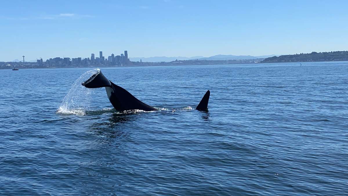 Puget Sound Whale Watching