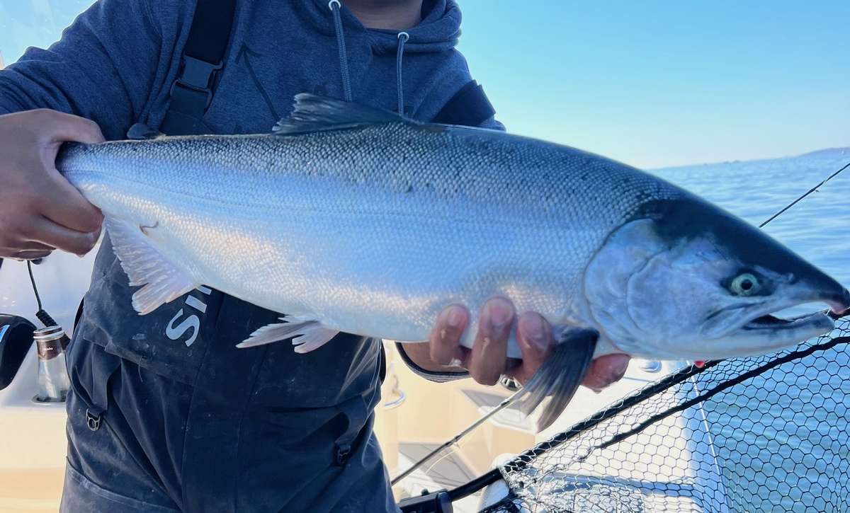 Silver/Coho Salmon