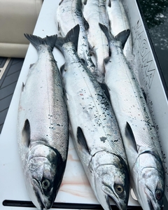 coho.jpg