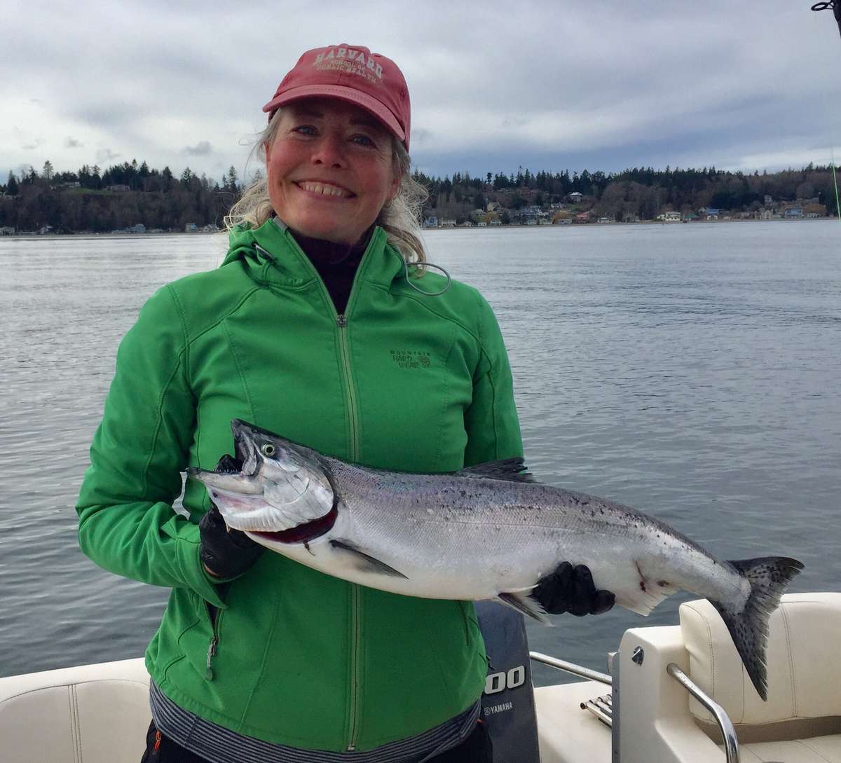 Seattle winter king salmon headed for the dinner table!