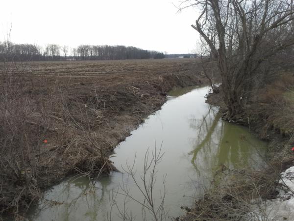 A Game-Changing Farming Technique - Native Prairie Strips