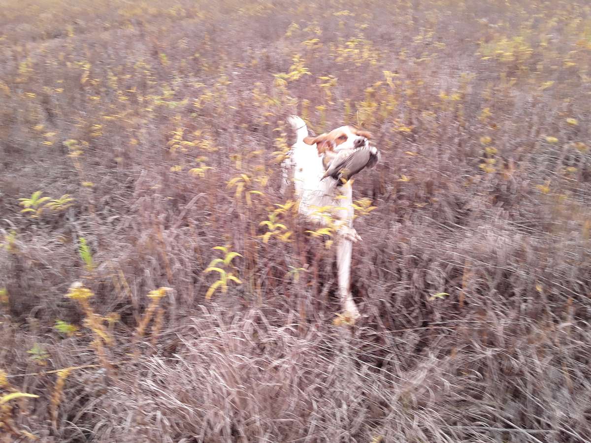 Ohio Bird Dog Challenge