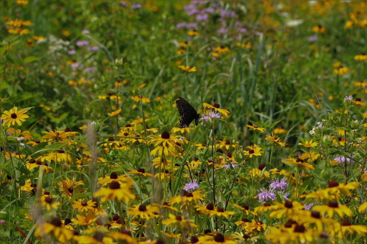 Wildlife areas managed by Pheasants Forever