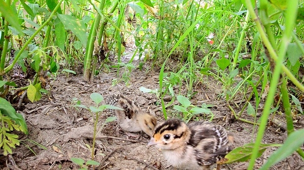 Local Habitat Efforts