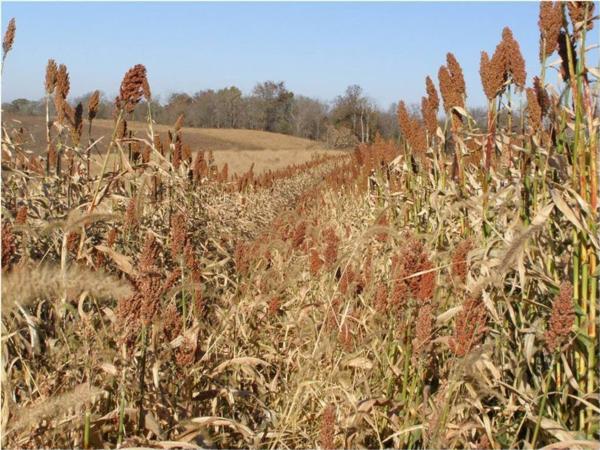 Food Plot Seed Available