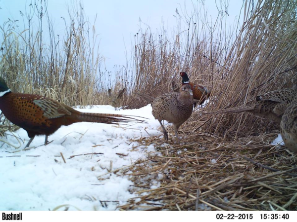 About Seneca County Pheasants Forever