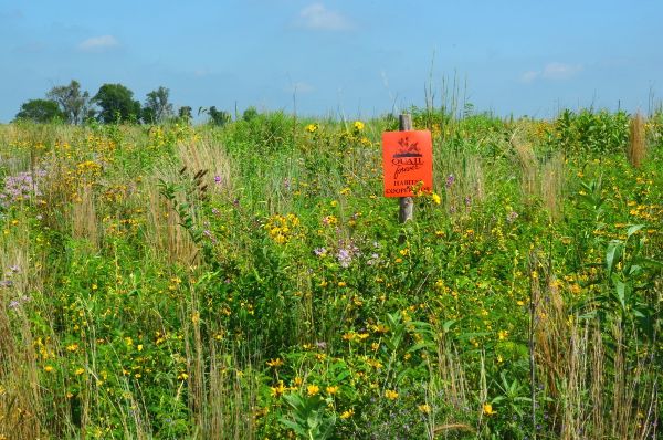 %28Pheasants_Forever%29_QF_Habitat_-small.jpg