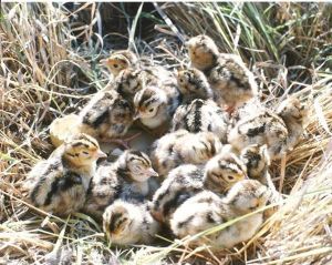 13%20pheasant%20chicks%20.jpg