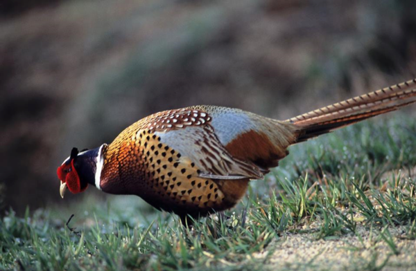 Pheasant Pictures