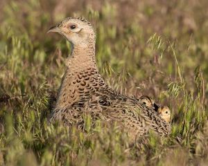 Brood%20hen%20%26%20chicks%20.jpg