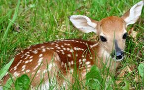 Fawn%20in%20grass%20.jpg