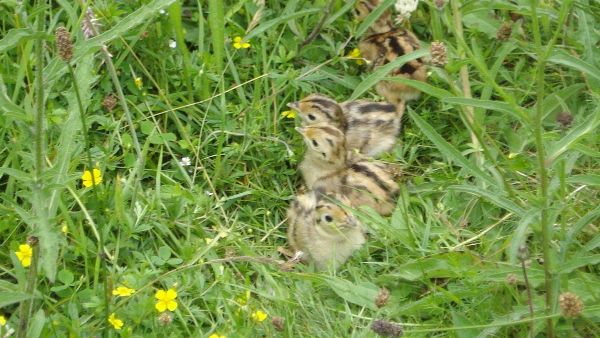 Pheasant%20chicks.JPG