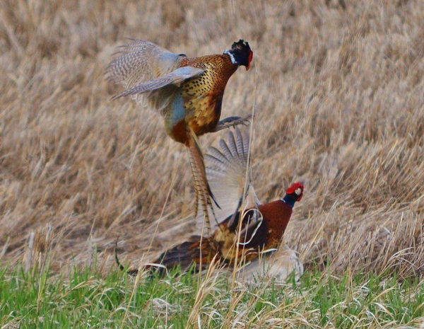 Pheasant%20fight1.png