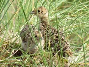 Pheasant_chicks_2%20.jpg