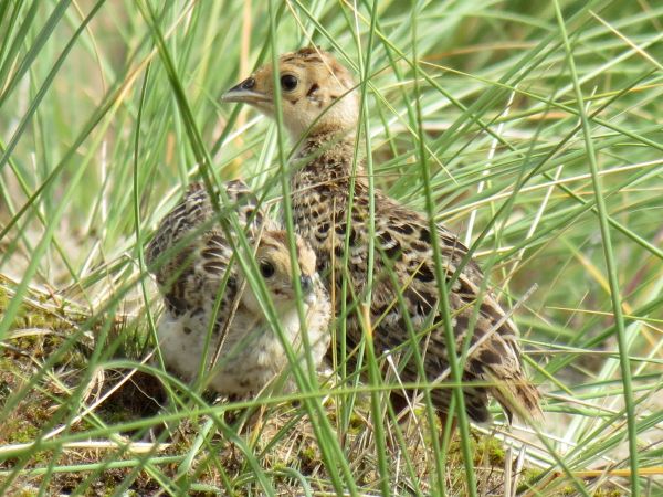 Pheasant_chicks_2%202.jpg