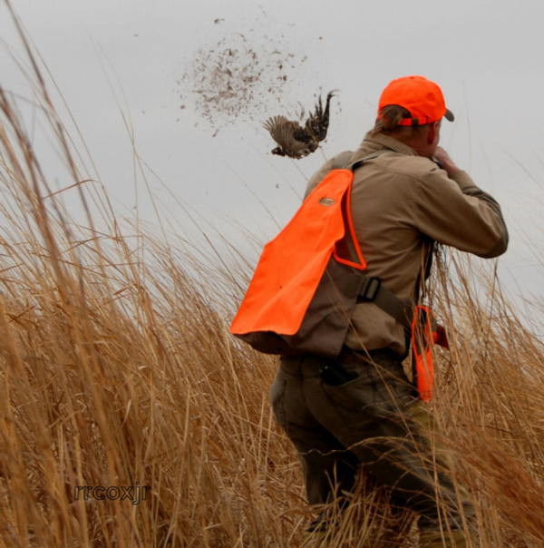 pheasant%20shot.png