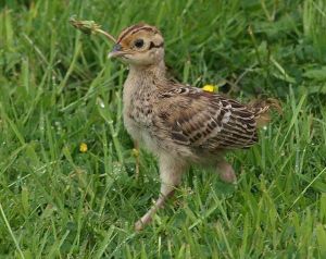 pheasant-chick2.jpg