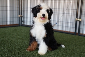 Shady Oak's Betty - Mini Bernedoodle