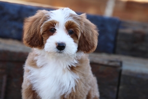 Pumpkin - Mini Bernedoodle