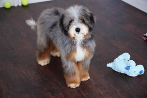 Shady Oak's Sterling - Mini Bernedoodle