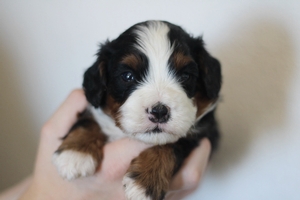 Parker - Mini Bernedoodle 