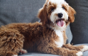 Shady Oak's Reba - Mini Bernedoodle