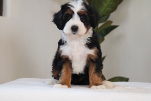 Dotty - Mini Bernedoodle Dotty - Mini Bernedoodle
