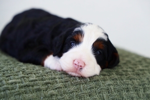 Dumpling