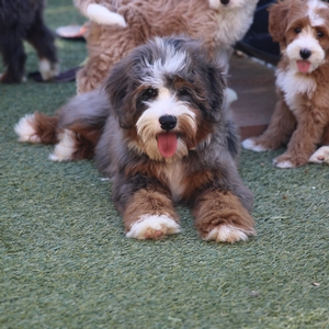 Stormy - Mini Bernedoodle 