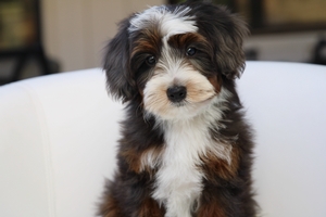 Sammy - Mini Bernedoodle 