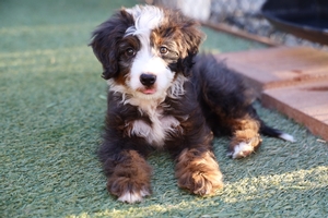 READY NOW Stewy - Medium Bernedoodle 